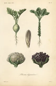 Vegetables, Plantes legumieres Vegetables, Plantes legumieres