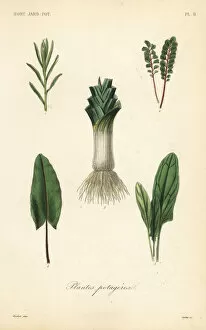 Allium Gallery: Vegetables, Plantes potageres