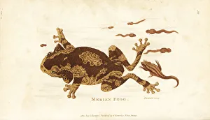 Veined tree frog, Trachycephalus venulosus Veined tree frog, Trachycephalus venulosus
