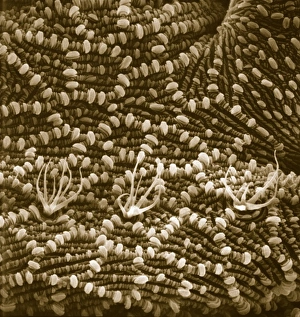 Ventral surface of a mite from the prostigmatic species Ventral surface of a mite from the prostigmatic species