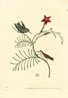 Vervain hummingbird, Mellisuga minima Vervain hummingbird, Mellisuga minima