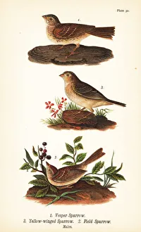 Vesper sparrow, grasshopper sparrow and field sparrow Vesper sparrow, grasshopper sparrow and field sparrow