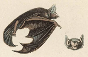 <b class=qtipBold><figcaption>Vespertilion Bat</figcaption></b><br>BROWN VESPERTLION<br><em>© Mary Evans Picture Library</em> Vespertilion Bat