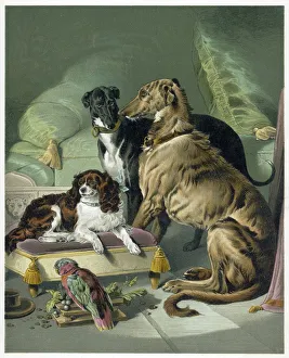 <b class=qtipBold><figcaption>Victoria's Dogs</figcaption></b><br>Three of her dogs - Dash, Hector and Nero - and a lory.<br><em>© Mary Evans Picture Library</em> Victoria's Dogs