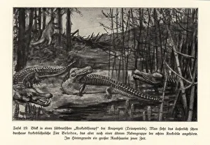 View of a crocodile swamp, south Germany, Triassic period View of a crocodile swamp, south Germany, Triassic period