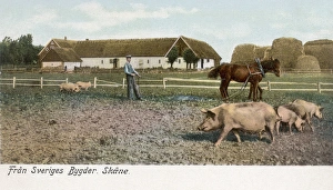 View of a pig farm in Skane County, Sweden View of a pig farm in Skane County, Sweden