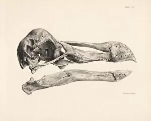 Gordon Gallery: Side view of the skull of a dodo