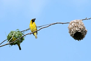 Village Weaver Spotted-backed Weaver Black-headed Weaver Village Weaver Spotted-backed Weaver Black-headed Weaver