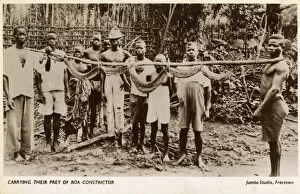 Villagers in Sierra Leone with a captured Boa Constrictor