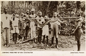 Related Images Gallery: Villagers in Sierra Leone with a captured Boa Constrictor