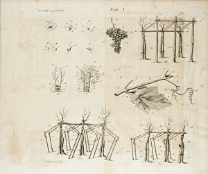 <b class=qtipBold><figcaption>Vine cultivation (viticulture)</figcaption></b><br>Vine cultivation (viticulture). Illustration by Christian Friedrich Boetius, from Johann Matthias Gesner, Scriptores rei rusticae veteres Latini: Cato, Varro, Columella, Palladius Tab. I. Date: 1773-1774<br><em>© The John Innes Centre/The John Innes Foundation/Mary Evans</em> Vine cultivation (viticulture)