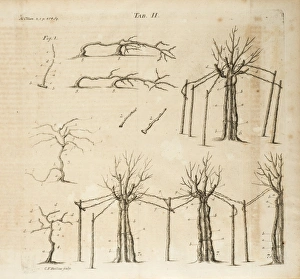 <b class=qtipBold><figcaption>Vine cultivation (viticulture), II</figcaption></b><br>Vine cultivation (viticulture), II. Illustration by Christian Friedrich Boetius, from Johann Matthias Gesner, Scriptores rei rusticae veteres Latini: Cato, Varro, Columella, Palladius Date: 1773-1774<br><em>© The John Innes Centre/The John Innes Foundation/Mary Evans</em> Vine cultivation (viticulture), II