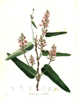 Vine lilac or waraburra, Hardenbergia violacea Vine lilac or waraburra, Hardenbergia violacea