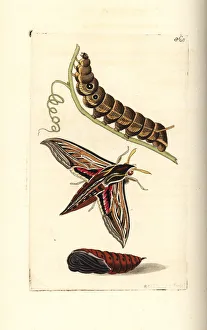 Vine or silver-striped hawk-moth, Hippotion celerio Vine or silver-striped hawk-moth, Hippotion celerio
