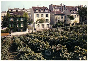 Vineyard in Montmartre, Paris, France Vineyard in Montmartre, Paris, France