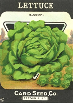 Packet Gallery: Vintage lettuce seed packet