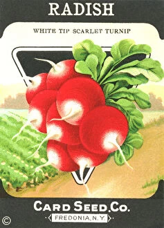 Packet Gallery: Vintage radish seed packet