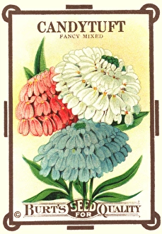 Packet Gallery: Vintage seed packet: Candytuft