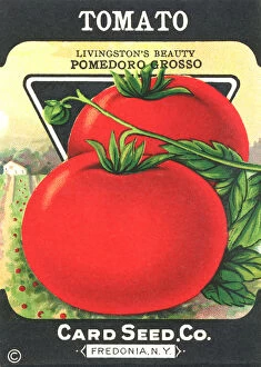 Livingston Collection: Vintage tomato seed packet