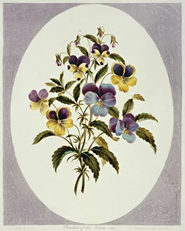 <b class=qtipBold><figcaption>Viola tricolor, heartsease</figcaption></b><br>Folio 62 from A Collection of Flowers (1795) by John Edwards. Held in the Botany Library at the Natural History Museum, London. Date:<br><em>© Mary Evans / Natural History Museum</em> Viola tricolor, heartsease