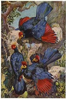 Johnston Gallery: Violet Plantain Eaters - by Sir H H Johnston