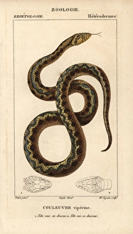 Viperine water snake, Natrix maura Viperine water snake, Natrix maura