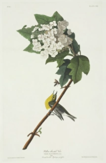 Vireo flavifrons, yellow-throated vireo Vireo flavifrons, yellow-throated vireo