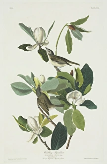 Vireo gilvus, warbling vireo Vireo gilvus, warbling vireo