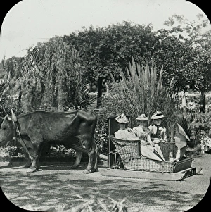 Visit to Madeira - A Basket Bullock Carro Visit to Madeira - A Basket Bullock Carro