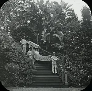 Visit to Madeira - Hammock Transport circa 1890s Print