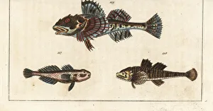 Vit sculpin, pogge, and sea scorpion Vit sculpin, pogge, and sea scorpion