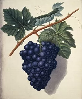 Vitis Gallery: Vitis sp. Black Hamburgh grape