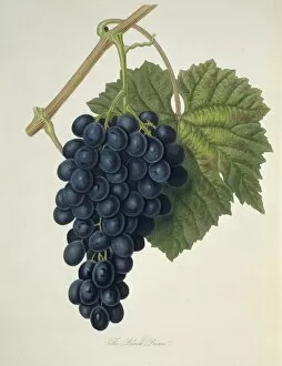 Vitis Gallery: Vitis sp. grape (Black Prince Grape)