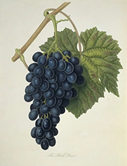 Vitis sp., grape (Black Prince Grape) Vitis sp., grape (Black Prince Grape)
