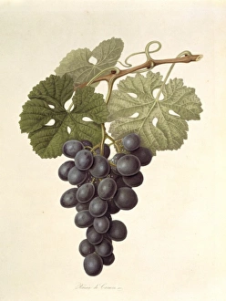 Vitis sp., grape (The Raisin de Carmes) Vitis sp., grape (The Raisin de Carmes)