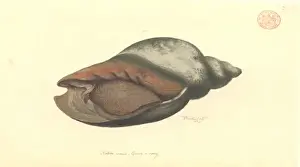 Australasian Wildlife Art Prints: Volute shell