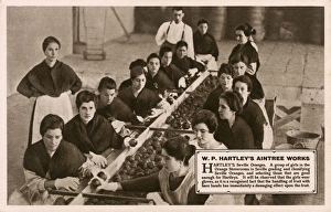 Aintree Gallery: W. P. Hartleys Aintree Works - Grading Seville oranges