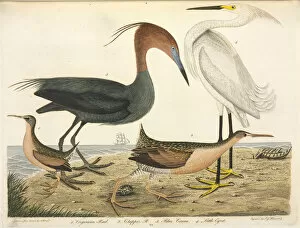 Wading bird illustration by Alexander Wilson