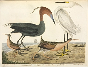Wading bird illustration by Alexander Wilson Wading bird illustration by Alexander Wilson