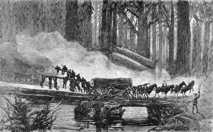 A wagon breakdown in the Redwood Forest, California, 1884 A wagon breakdown in the Redwood Forest, California, 1884