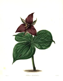Wake robin or stinking benjamin, Trillium erectum Wake robin or stinking benjamin, Trillium erectum