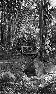 Walk near Government Cottage, Seychelles Walk near Government Cottage, Seychelles