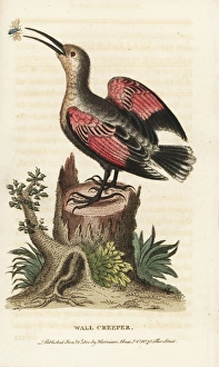 Wallcreeper, Tichodroma muraria Wallcreeper, Tichodroma muraria