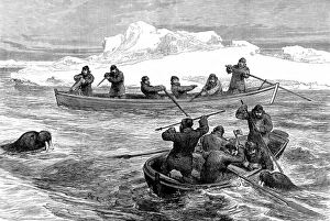 Walrus Hunting during the Pandora Arctic Expedition, 1876 Walrus Hunting during the Pandora Arctic Expedition, 1876