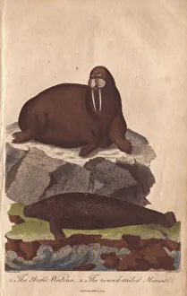 Walrus and manati, Odobenus rosmarus and Trichechus manatus Walrus and manati, Odobenus rosmarus and Trichechus manatus