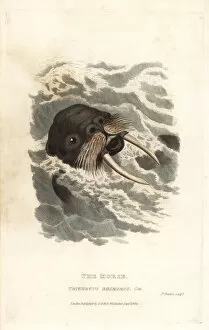 Morse Gallery: Walrus, Odobenus rosmarus