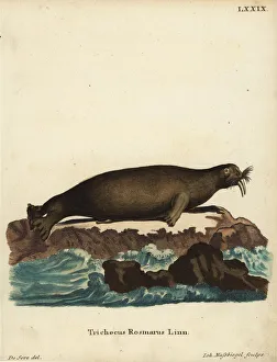 Walrus, Odobenus rosmarus. Vulnerable Walrus, Odobenus rosmarus. Vulnerable