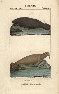Walrus, Odobenus rosmarus, and West Indian Walrus, Odobenus rosmarus, and West Indian