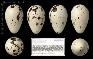 Images Dated 13th October 2005: Walter Rothschilds great auk egg