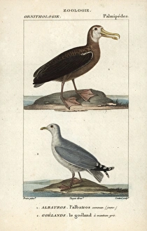 Wandering albatross, Diomedea exulans (vulnerable) Wandering albatross, Diomedea exulans (vulnerable)